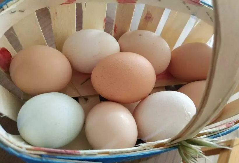 Aamiaismajoitus (B&B) La Ferme Des Escampades