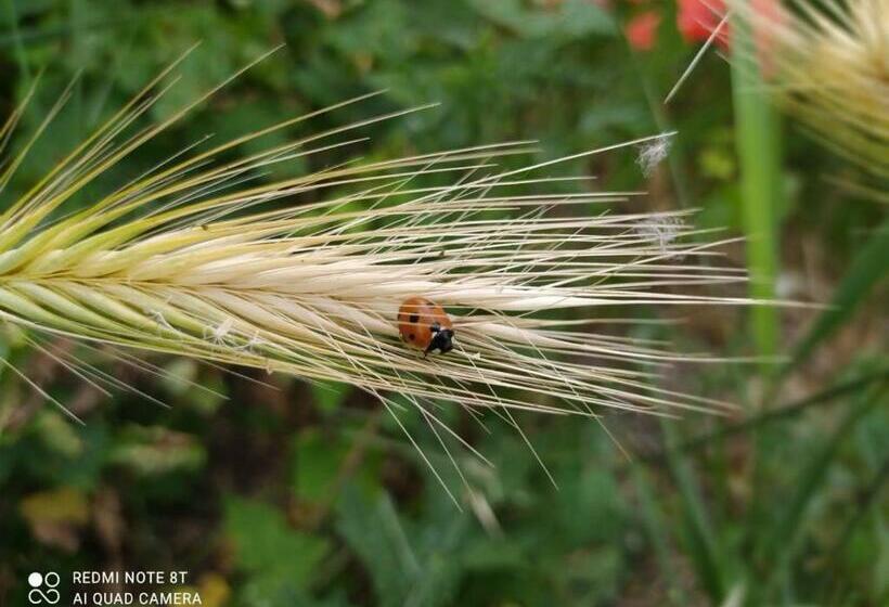 住宿加早餐  La Ferme Des Escampades
