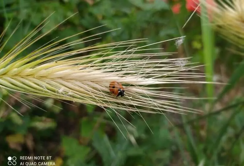 Aamiaismajoitus (B&B) La Ferme Des Escampades