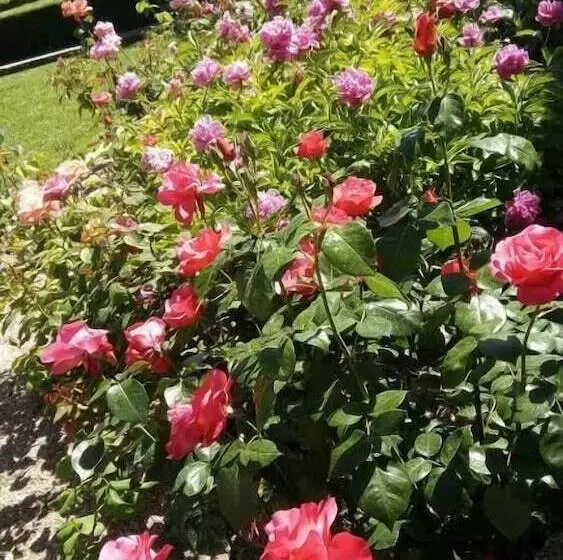 Aamiaismajoitus (B&B) La Vigneronne