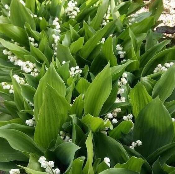 Bed and Breakfast La Vigneronne