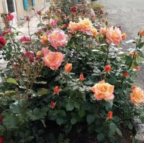 Aamiaismajoitus (B&B) La Vigneronne