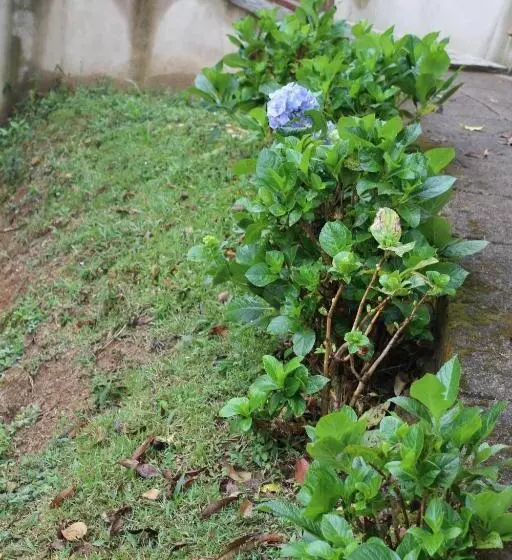 Aamiaismajoitus (B&B) Recanto Harmonia