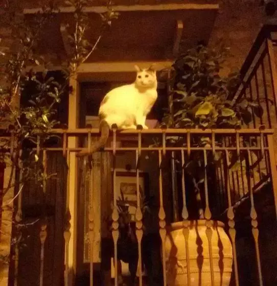 ベッドアンドブレックファースト Beb Da Paolo Con Vista Lago