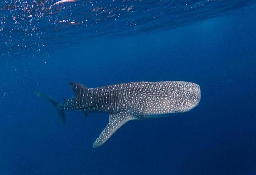 هتل Daisy Cottage Dhangethi