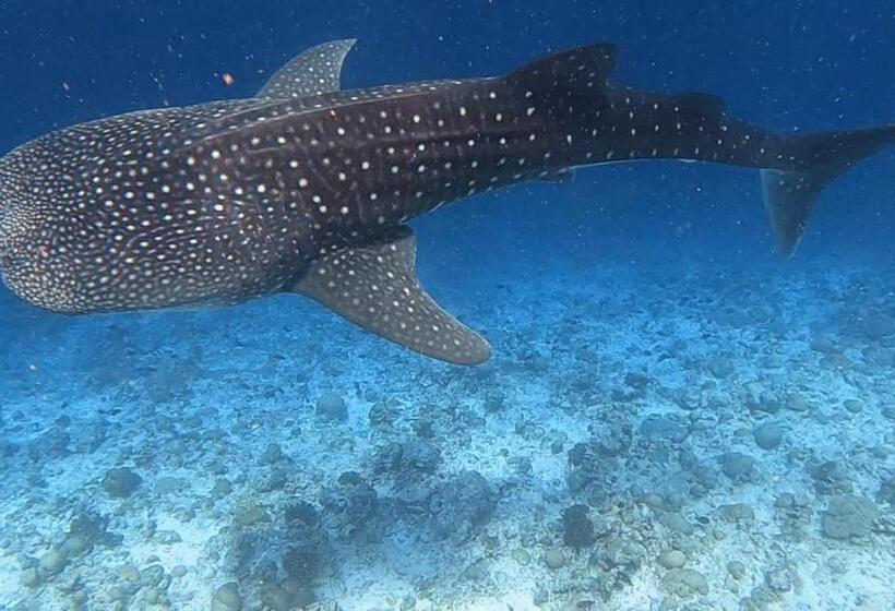 هتل Daisy Cottage Dhangethi