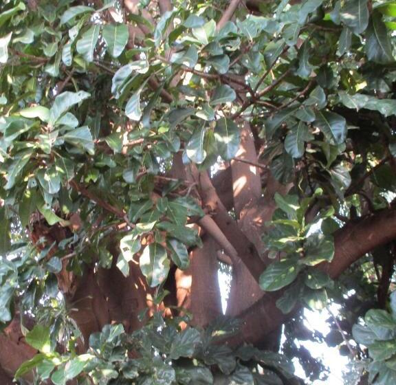 Pension (Hôtel basse catégorie) Lutea Guest House