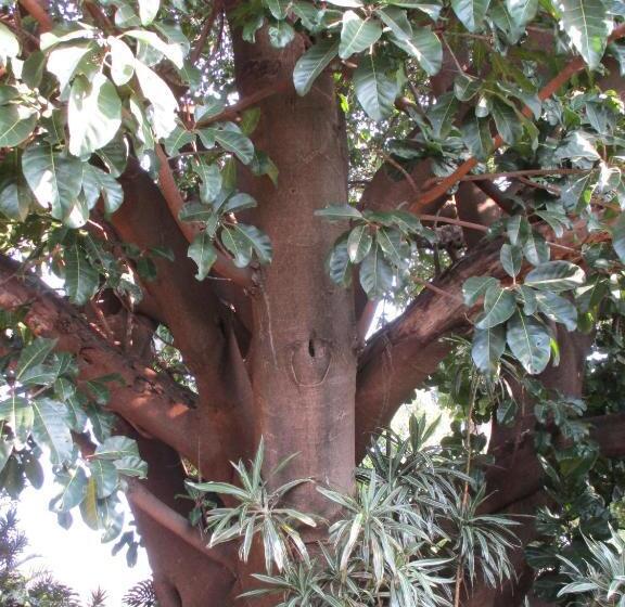 Pension (Hôtel basse catégorie) Lutea Guest House