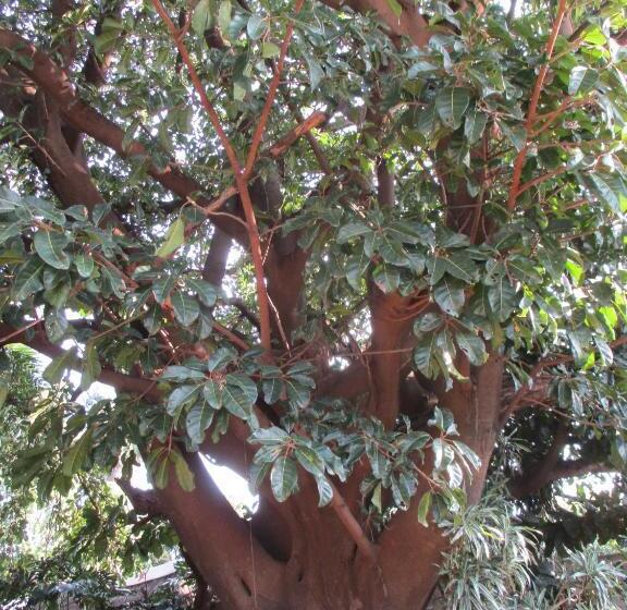 Pension (Hôtel basse catégorie) Lutea Guest House