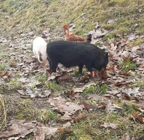 ベッドアンドブレックファースト Auverg Nature Chambre Combrailles