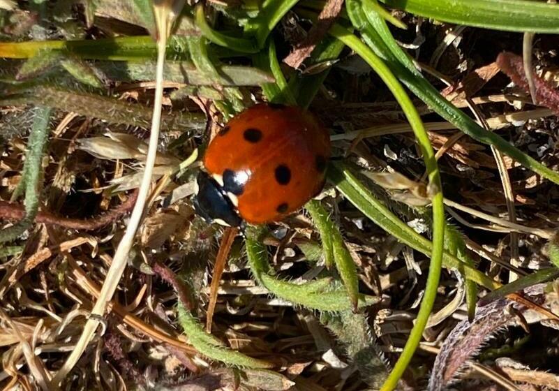 住宿加早餐 Appletree