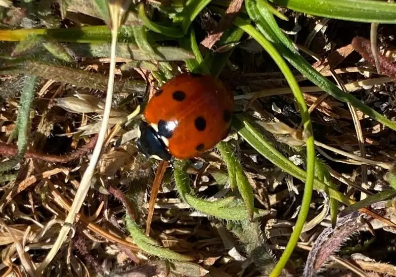 Bed and Breakfast Appletree