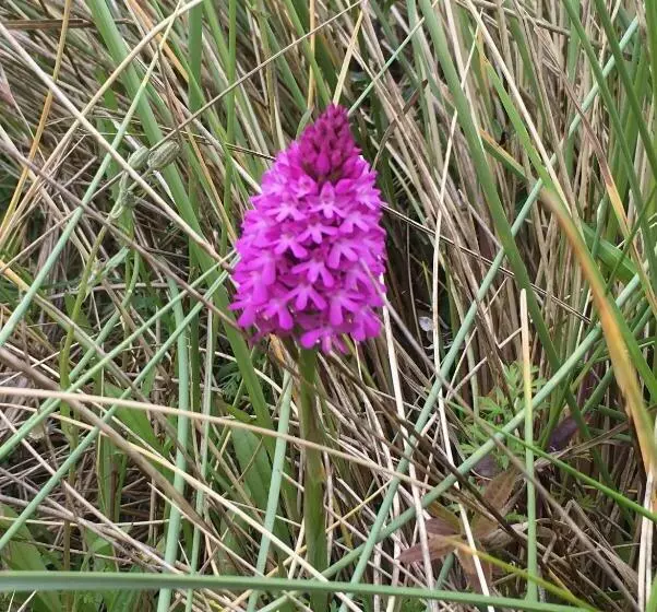 Bed and Breakfast Appletree