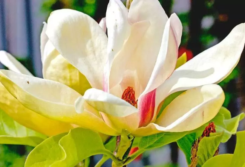 Aamiaismajoitus (B&B) Magnolia House