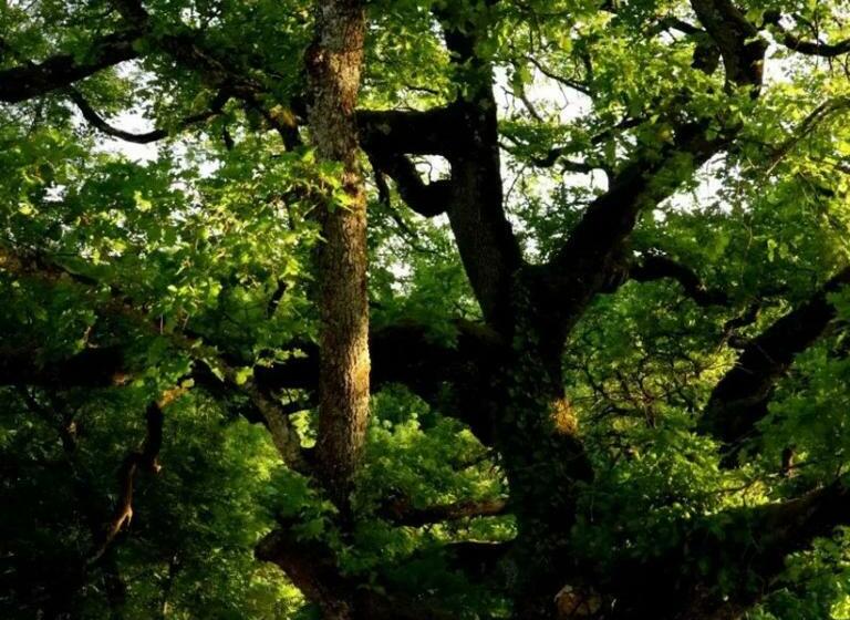 ペンション Les Cabanes De Brassac   Gîte Esprit Cabane Avec Spa