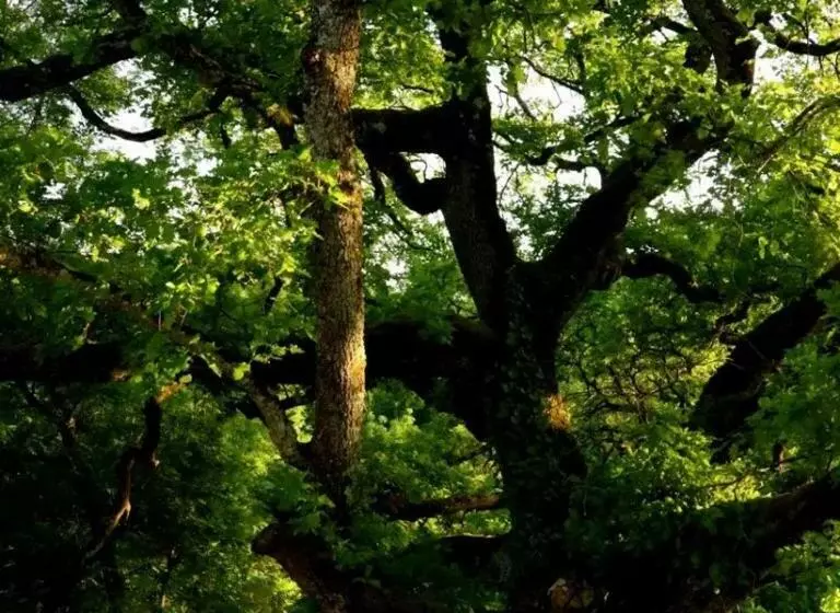 Majatalo Les Cabanes De Brassac   Gîte Esprit Cabane Avec Spa