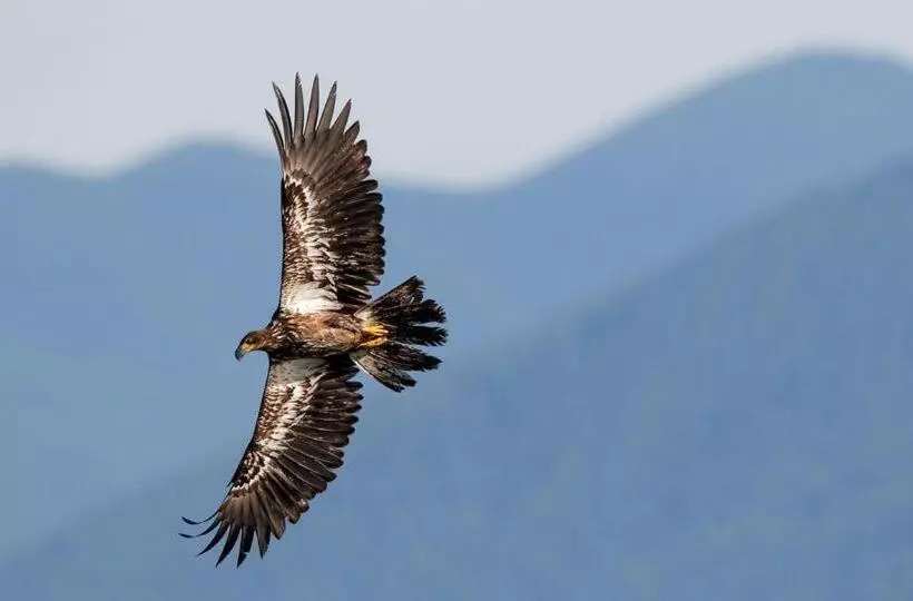 Aamiaismajoitus (B&B) Kirkview House