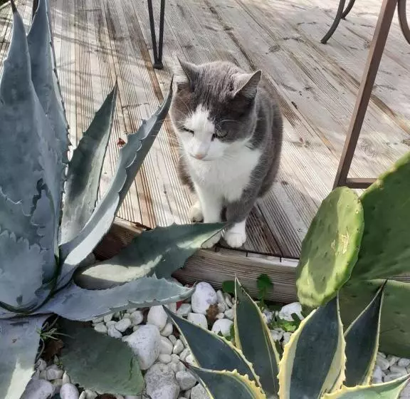 ベッドアンドブレックファースト Maison D Hôtes L Air D Antan