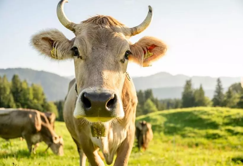 ホテル Fuchsegg Eco Lodge