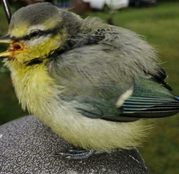 Aamiaismajoitus (B&B) Matt S Farm