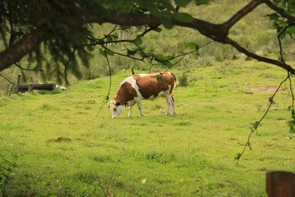 ホテル Notre Dame Des Monts