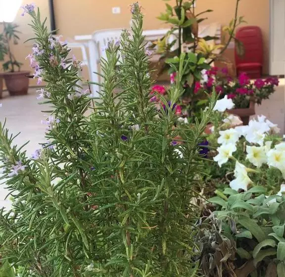Aamiaismajoitus (B&B) Il Terrazzo Del Pittore