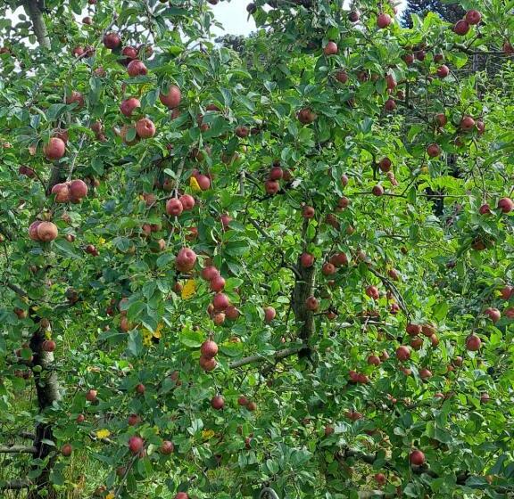 פנסיון Pousada Chales Aconchego Serrano