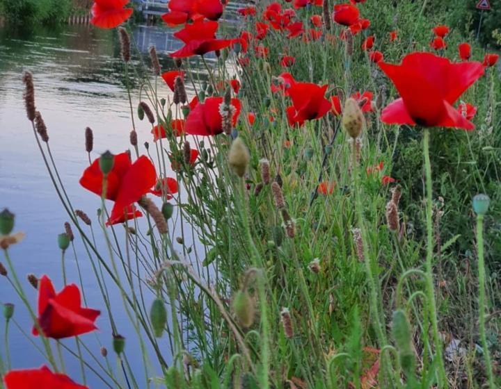 ベッドアンドブレックファースト De Vliegende Vlinder