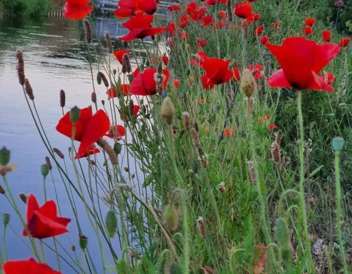 Aamiaismajoitus (B&B) De Vliegende Vlinder
