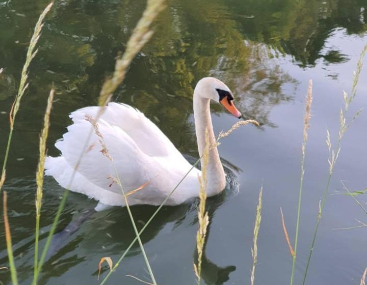 ベッドアンドブレックファースト De Vliegende Vlinder