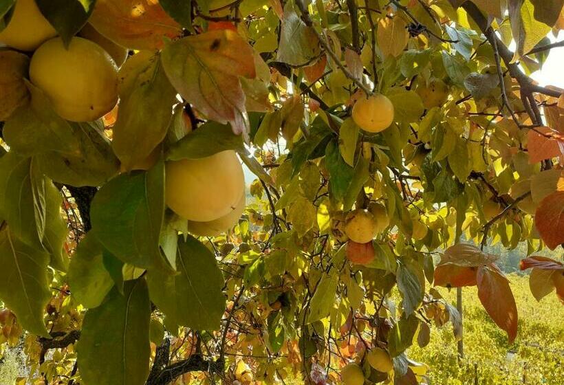 ペンション Cà Tinola