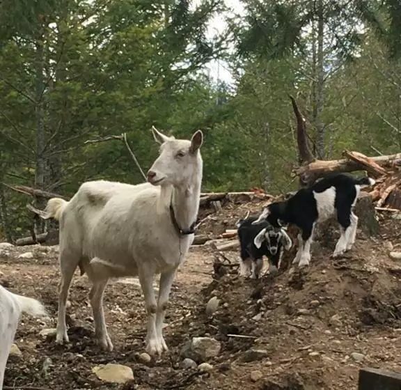 پانسیون Maple Heart Ranch