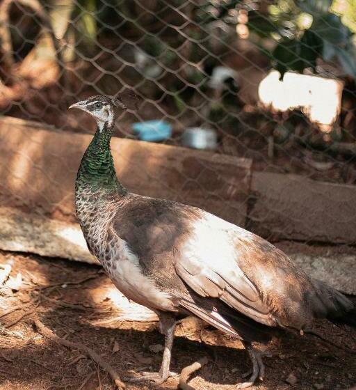 Пансион Chácara Comary