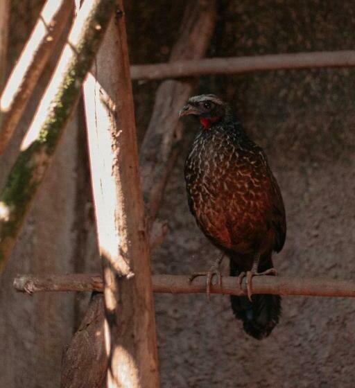 Пансион Chácara Comary