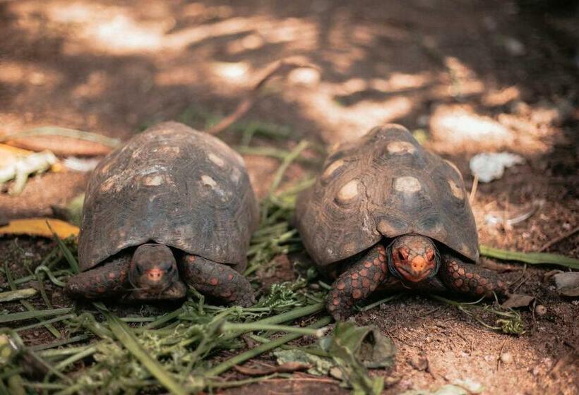 Пансион Chácara Comary