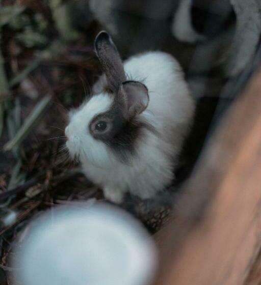 Пансион Chácara Comary