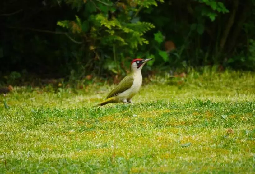 تختخواب و صبحانه Le Manoir De Louviers