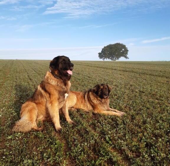 住宿加早餐  L Arbre De Vie