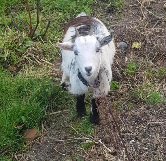 צימר Sunrise View