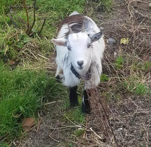 Aamiaismajoitus (B&B) Sunrise View