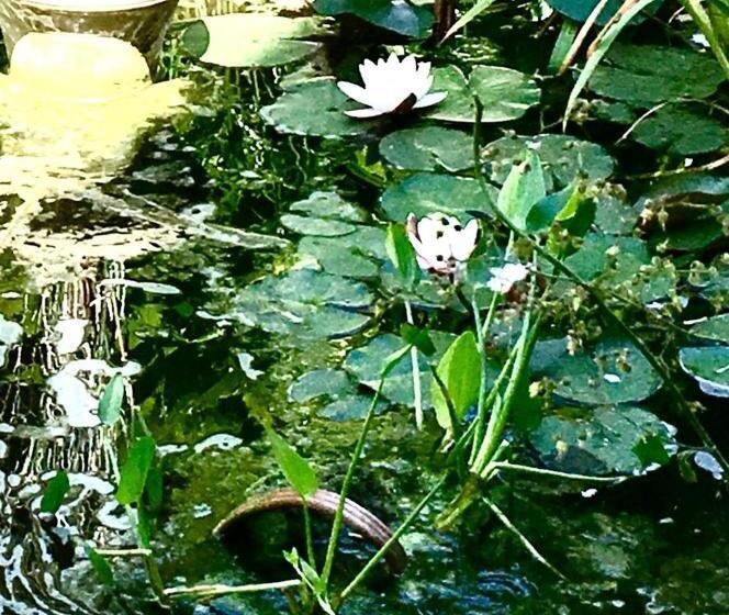 بنسيون Il Giardino Del Borgo