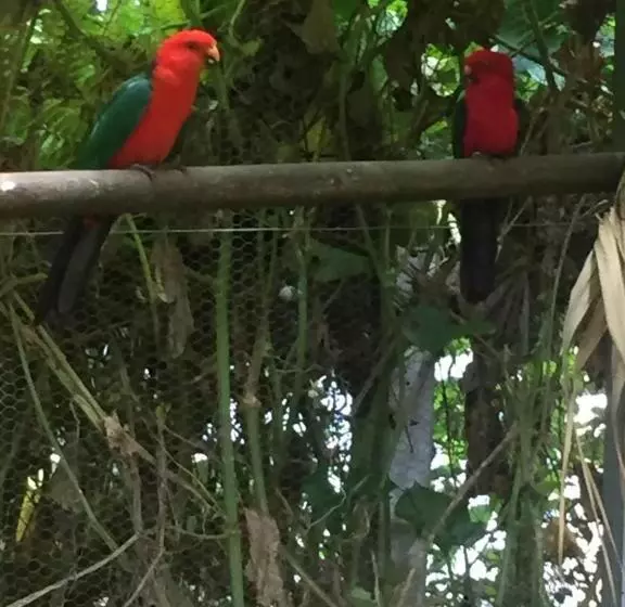 پانسیون Coeur Creole