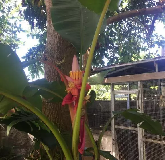 پانسیون Coeur Creole