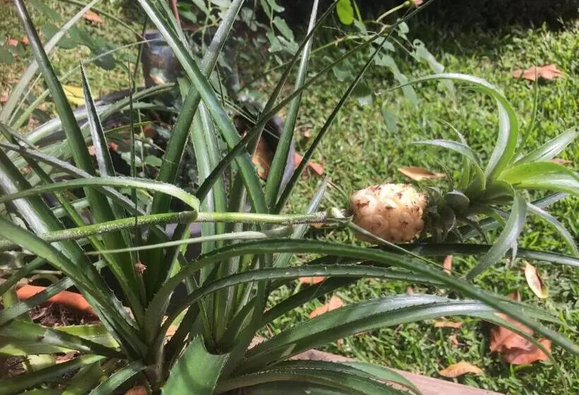 پانسیون Coeur Creole