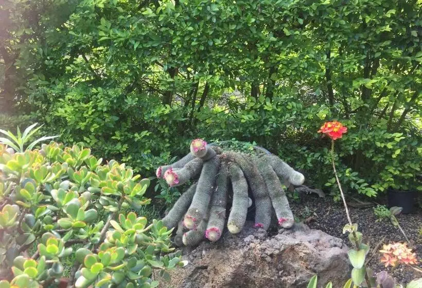 پانسیون Coeur Creole