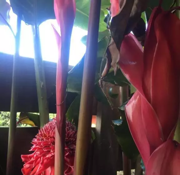 پانسیون Coeur Creole