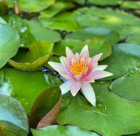 Bed and Breakfast Gastenverblijf Nature 4 Persoons