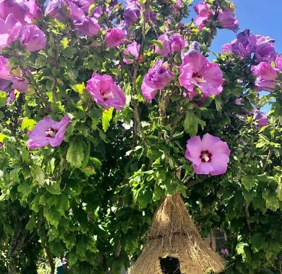 Aamiaismajoitus (B&B) La Korrigane