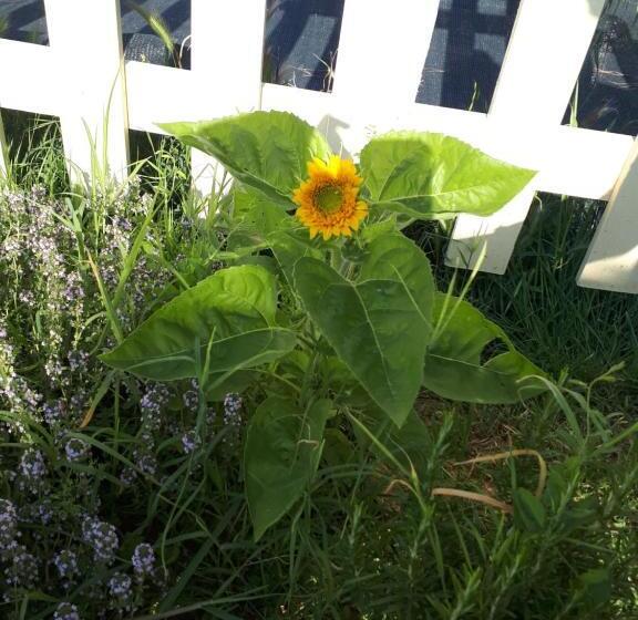 Пансион L Arca Affittacamere