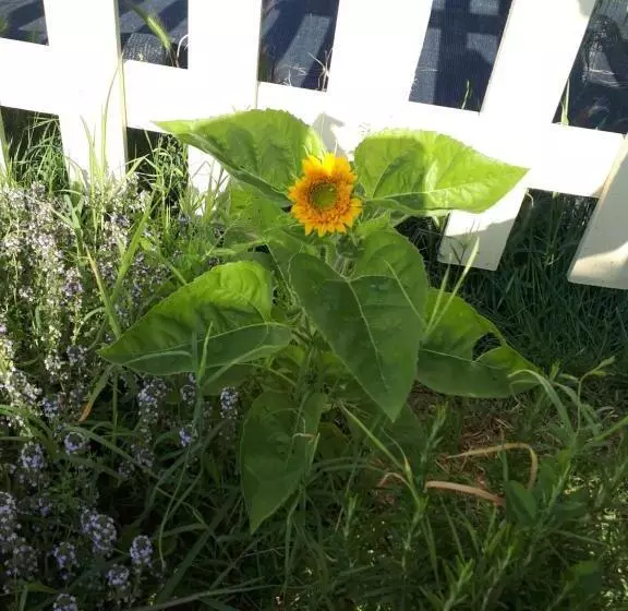 ペンション L Arca Affittacamere